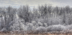 Ice Storm - Photo by Ian Veitzer