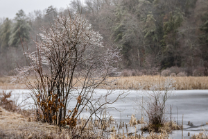 Ice Warning - Photo by Elaine Ingraham