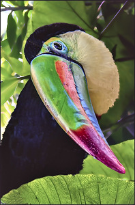 Class B HM: If I can Tucan, too by David Robbins