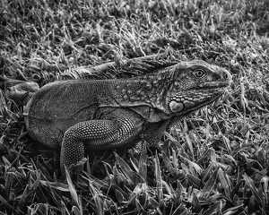 Iguana Alert - Photo by Dolores Brown