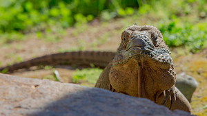 Iguana With An Attitude - Photo by Ian Veitzer