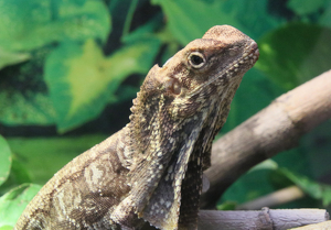 Iguana - Photo by Harold Grimes