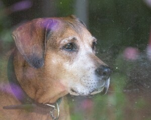 I'll Even Miss The Nose Art - Photo by Marylou Lavoie