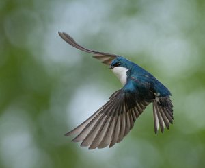 I'll Fly Away - Photo by Marylou Lavoie