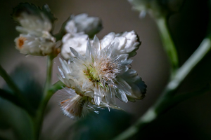 I'm not as shallow as my depth of field - Photo by Alison Wilcox