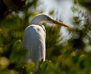 Im trying to hide here - Photo by Jim Patrina