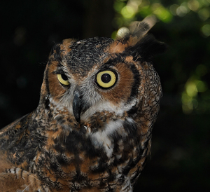 I'm Watching You - Photo by Linda Fickinger