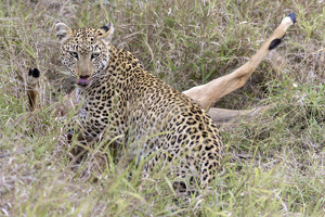 Impala for Dinner - Photo by Nancy Schumann