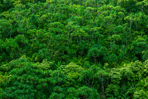 Impenetrable Rain Forest - Kauai - Photo by Ian Veitzer