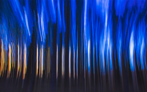 Impressionist Sunset Through The Trees - Photo by Ian Veitzer