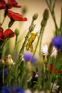 In a Field of Flowers - Photo by Grace Yoder