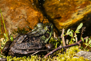 In Plain Sight - Farmington River - Photo by Arthur McMannus