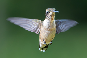 In search of nectar - Photo by Chris Wilcox