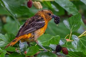 In the mulberry tree - Photo by Libby Lord