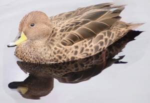 In the pond - Photo by Harold Grimes