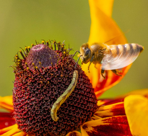 Inchworm and Company - Photo by Marylou Lavoie