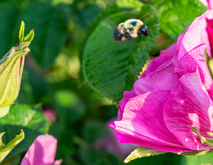 Incoming Bumble - Photo by Amy Keith