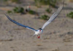 Incoming Stern Tern - Photo by John Straub