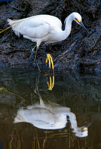 Indeed, I Am One Pretty Bird - Photo by John Straub