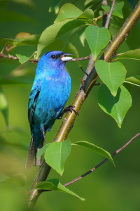 Indigo Bunting - Photo by Jeff Levesque