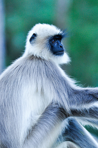 Innocence of a GREY LANGUR - Kabini forest , India - Photo by Aadarsh Gopalakrishna