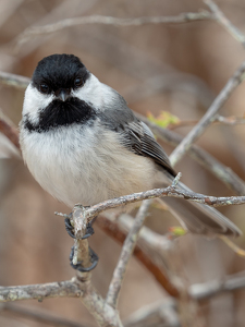 Class B 1st: Inquisitive Chickadee by Karin Lessard