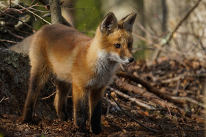 Class B 2nd: Inquisitive Youngster by Jeff Levesque