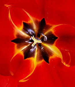 Inside A Tulip - Photo by Bill Latournes