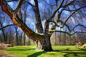 Inspiring Sycamore And Stained Glass - Photo by Dolph Fusco