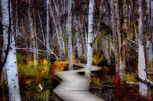 Into the Boreal Forest - Photo by Ben Skaught