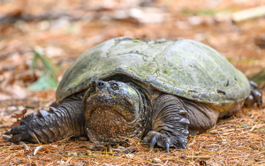 It looks like somebody has a case of the Mondays - Photo by Tim Abbuhl