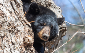 It looks like Spring is here - Photo by Tim Abbuhl