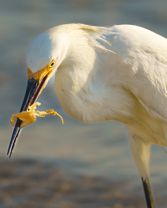 It's Breakfast Time - Photo by Terri-Ann Snediker