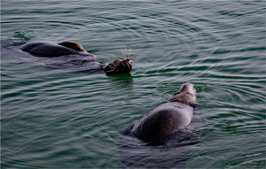 It's Called the Backstroke - Photo by Alene Galin