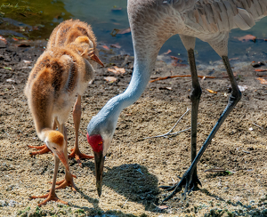 It's in Here - Photo by Linda Fickinger