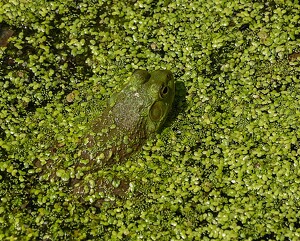 It's Not Easy Being Green - Photo by Marylou Lavoie