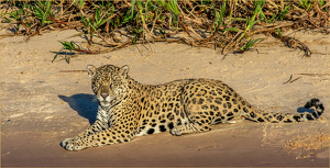 Jaguar lounging in the late afternoon sun - Photo by Susan Case