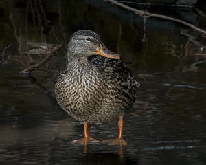 Class B HM: Jemima Puddle Duck by Elaine Ingraham