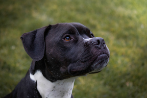 Jet the Pitbull - Photo by Grace Yoder