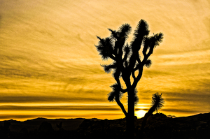 Class A HM: Joshua Tree National Park sunset by Jim Patrina