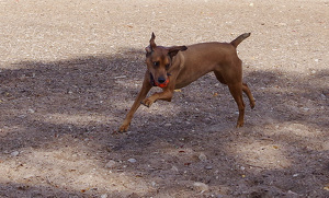 Joy - Photo by Marylou Lavoie