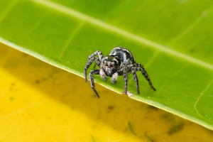 Jumping Spider - Photo by Alison Wilcox