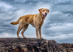 Juno Service dog in training - Photo by John Parisi