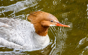 Just Ducky - Photo by Marylou Lavoie