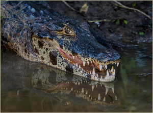 Just flossed - now I'm ready for my close-up! - Photo by Susan Case