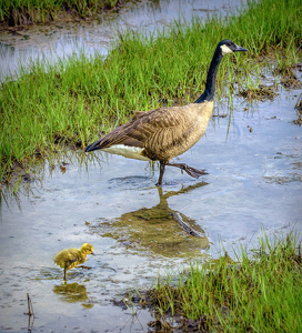 Just Like Mom - Photo by John Straub