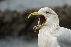 Just singing in the rain - Photo by Jeff Levesque