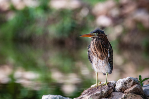 Juvenile Green Heron - Photo by Aadarsh Gopalakrishna