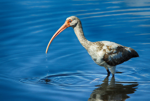 Juvenile Ibus - Photo by Richard Busch