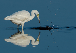 Class B 1st: Juvenile Little Blue Heron Fishing by Libby Lord